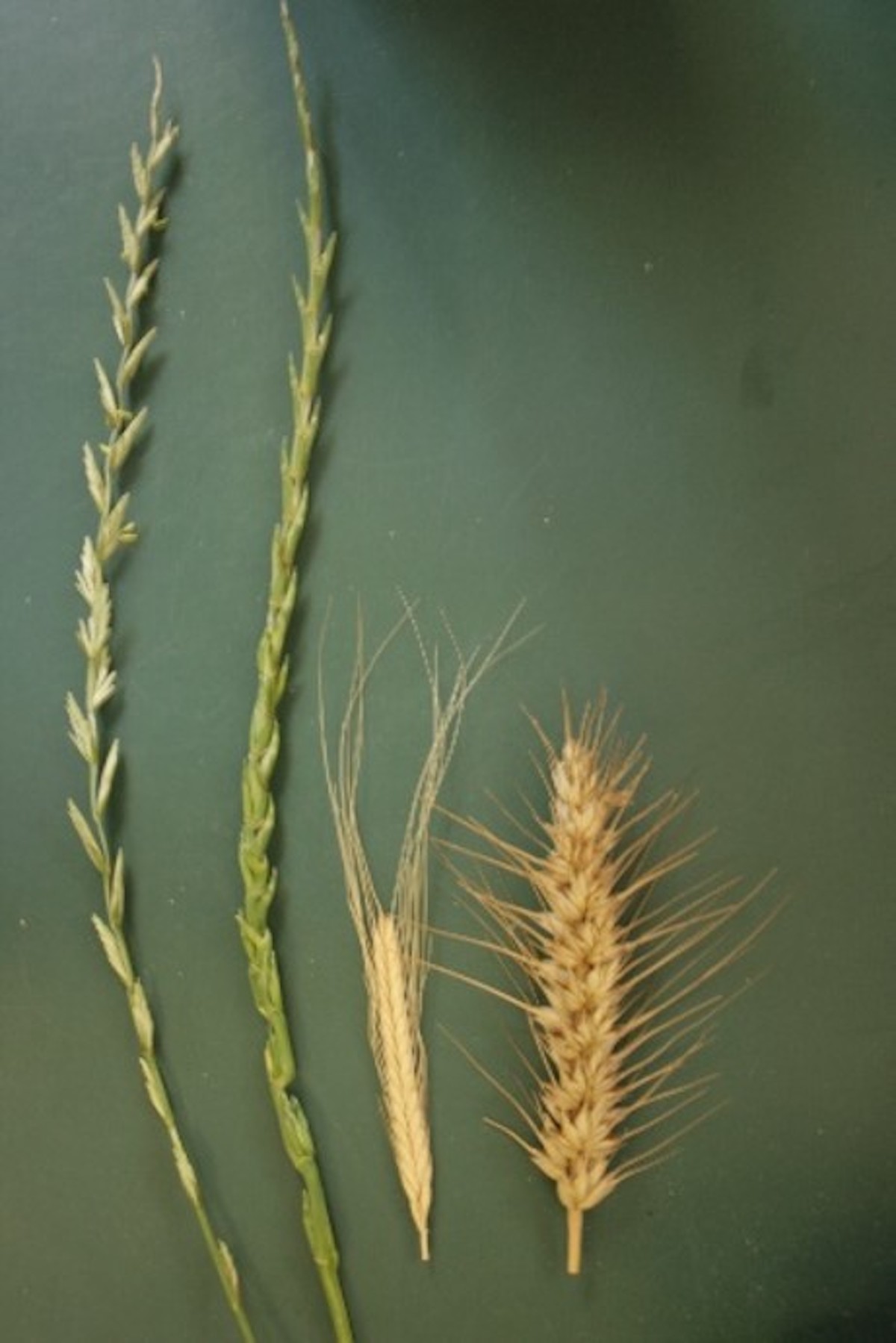 Spighe di (da sinistra): grano perenne, grano perenne, farro monococco, grano duro